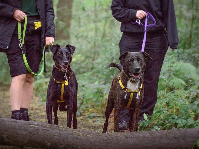 Woodland walks for dogs near sale me